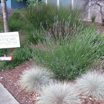 Lawn Alternative Plantings