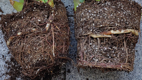 blue agave root trimming help | Houzz Forum