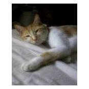 Helen Gesell's photo