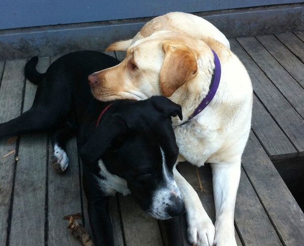 Dogs Loving Australian Summer as Much as You