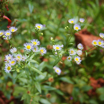 Pacific Aster