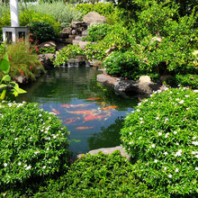 Koi Pond 08/2014