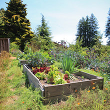 Garden Ideas