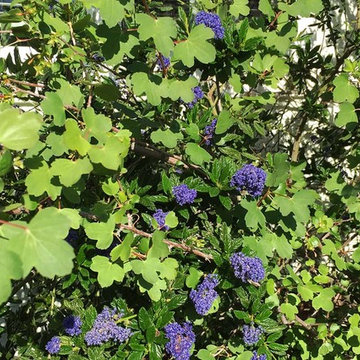2018 Native Plant Garden Tour
