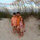 peter_lindley