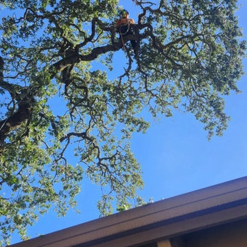 Greenview Tree Care
