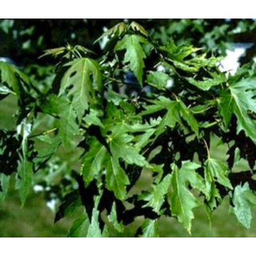 Evergreen Maple