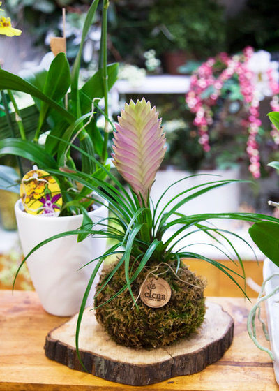 Kokedama: conoce esta técnica japonesa para crear jardines suspendidos