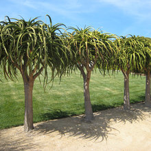 Holliday_Neosho Front Yard - Audrey's ideas