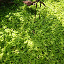golden creeping jenny