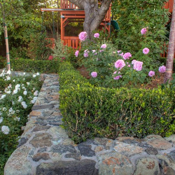 Roses and Boxwood Hedge