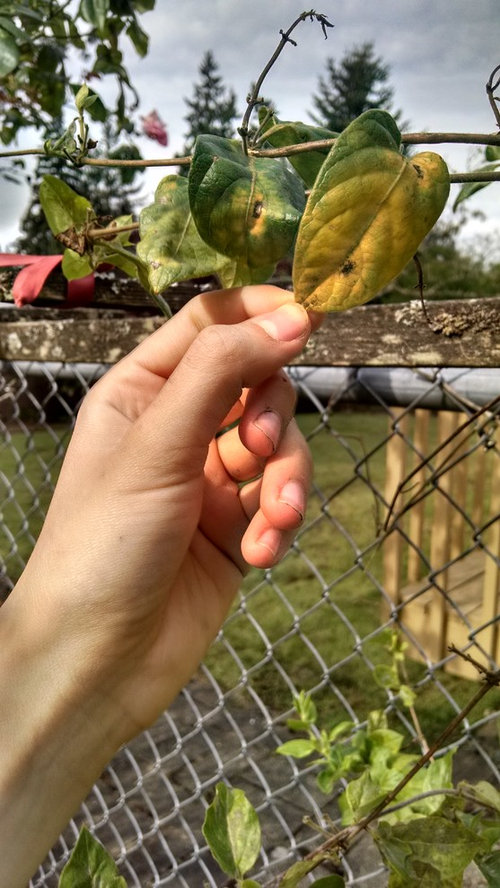 Honeysuckle is diseased?