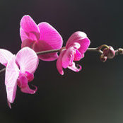 Kathy Lee Morren's photo