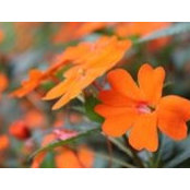 Lindsay Kinman's photo