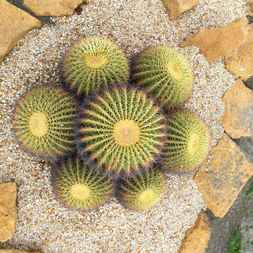 パームスプリングス ドライガーデンの家