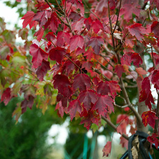 Esempio di un giardino