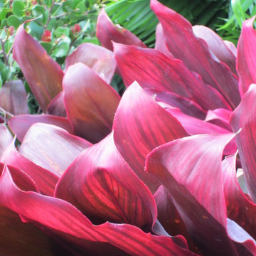 Individual Plant Photos # 1:Customer Aid (Not complete- hundreds will be here)