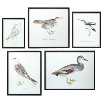 Framed Bird Print, 5-Piece Set