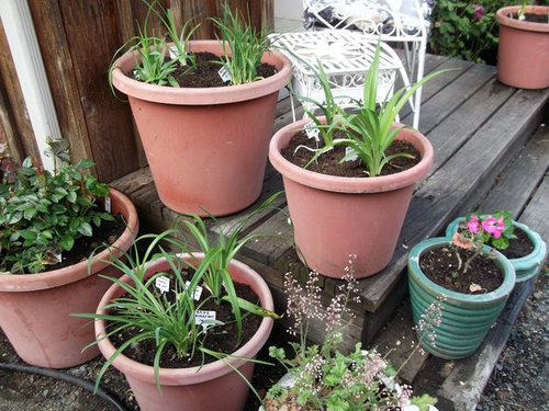 Peat Moss In Potting Mix For Daylilies In Pots