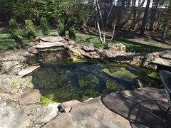 Converted our broken hot tub into a goldfish pond : r/Aquariums