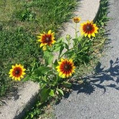 Gayle Peter-Tullar's photo
