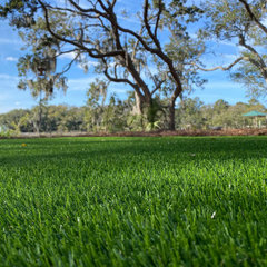 Forever Lawn