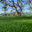 Forever Lawn
