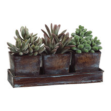 Silk plants