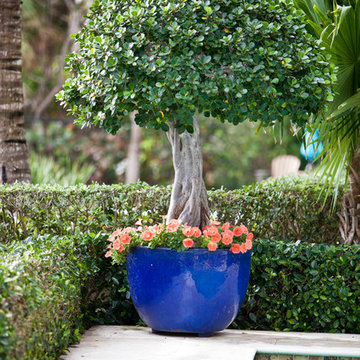 Topiary by the Pool