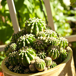 Container Gardens - Outdoor Pots And Planters