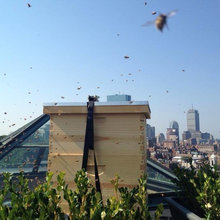bees