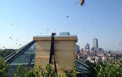 Hello, Honey: Beekeeping Anywhere for Fun, Food and Good Deeds