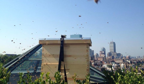 Hello, Honey: Beekeeping Anywhere for Fun, Food and Good Deeds
