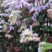 Orquideas