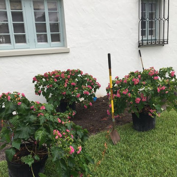 Palm Beach Estate in Progress Landscaping