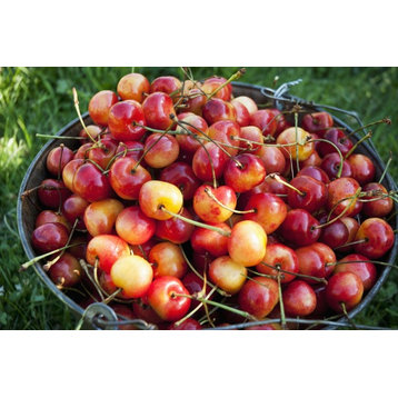 A Bucket Of Ripe Ranier Cherries Are Freshly Picked In The Okanagan; British Col
