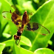 Leanora Swists foto