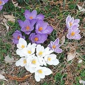 Jennifer Crouse's photo