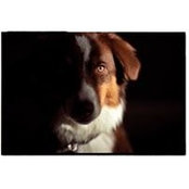 Rufus Walsh's photo