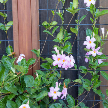 Heij Habitat Garden, Sunnyvale