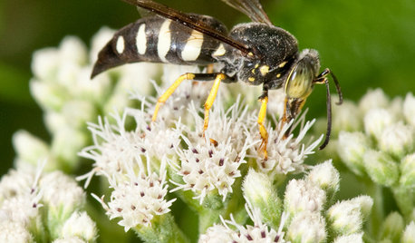 Sand Wasps Keep True Bugs in Check and Help Pollinate Summer Flowers