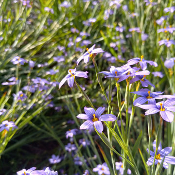 Saving Water and Supporting Wildlife with a Lawn Conversion