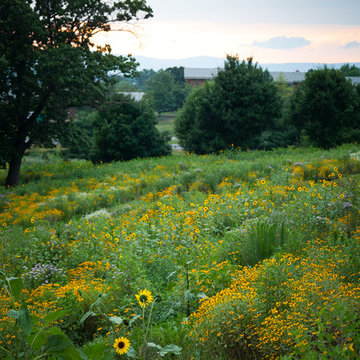 Wildflower Meadows