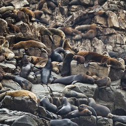 Chilean Sea Lions by Joel Coleman - Photographs