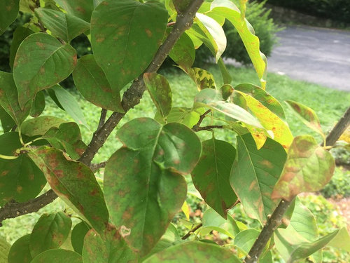 Tree Lilac Leaves Curing Up With Yellow Red Spots,Dog Seizures