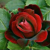 Rima Aoun's photo