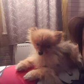 Maks Gor's photo