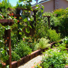 vegie garden