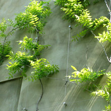 Wire Trellis System