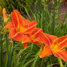 Blumen